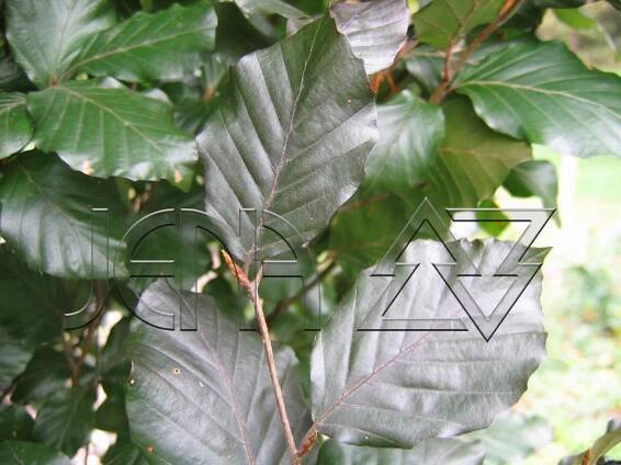 Fagus sylvatica 'Dawyck Purple'