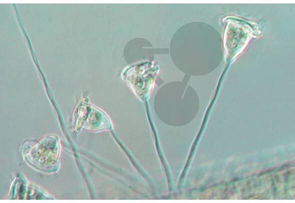 Vorticella, Vířenka
