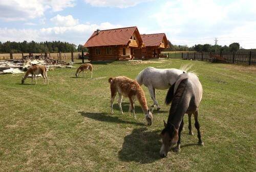 a group of horses grazing in a field with a cabin at Na Samotě Ve Srubu in Pilsen