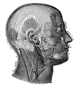 starožitná ilustrace anatomie lidského těla nervového systému: hlavové nervy - lícní nerv stock ilustrace