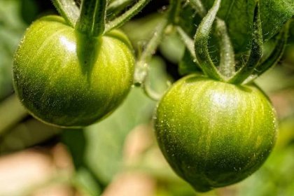 Kdy jsou zelená rajčata jedovatá - tipy