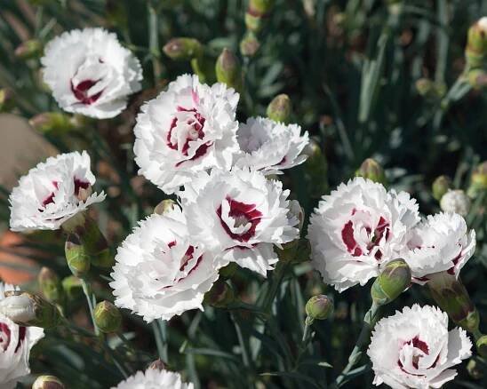 Dianthus Coconut Sundae garden pink