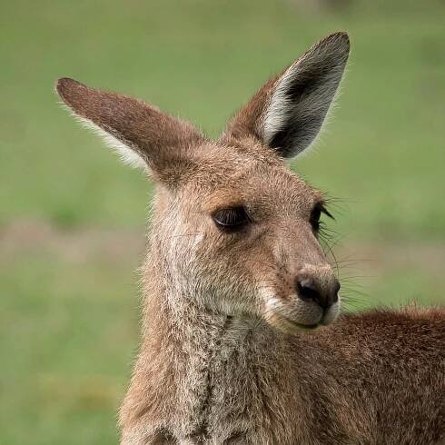 Základová fotografie na téma @ venku, austrálie, australské volně žijících živočichů, australské zvíře, bokeh, bushland