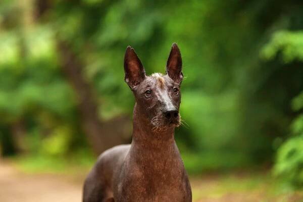 xoloitzcuintli plemeno, mexický bezsrstý pes v letní den - mexický naháč - stock snímky, obrázky a fotky