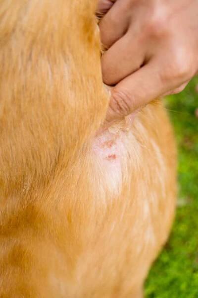 kůže psa vykazující dermatitidu a onemocnění na kůži psa - scabies skin - stock snímky, obrázky a fotky