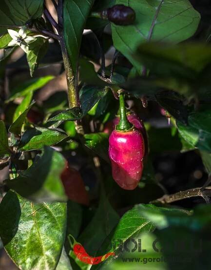 Fidalgo Roxa | Chilli semena | Chilli semena | Chilli semínka | Chilli omáčky | GOROL CHILLI