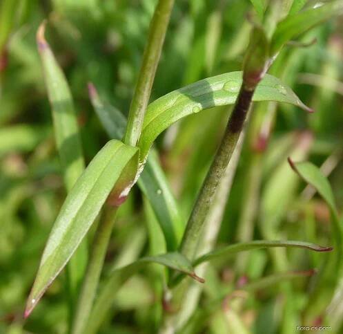 Smolnička obecná (Lychnis viscaria)
