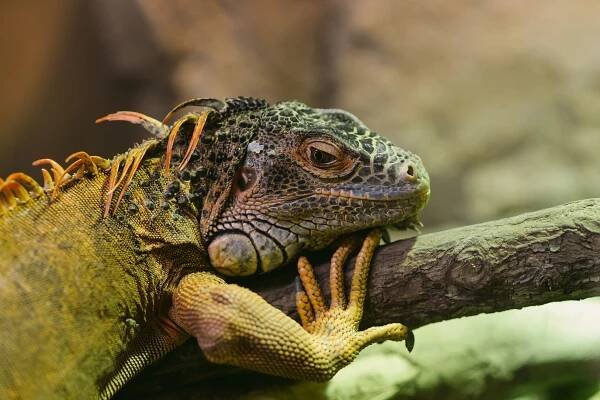 Green iguana