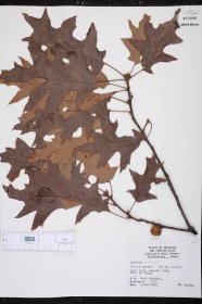 Quercus velutina - Species Page - ISB: Atlas of Florida Plants 