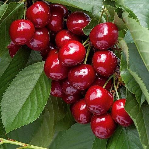 Bio třešeň ptačí (Prunus avium) "Lapins", výška cca 100-120 cm, kv. 7 l