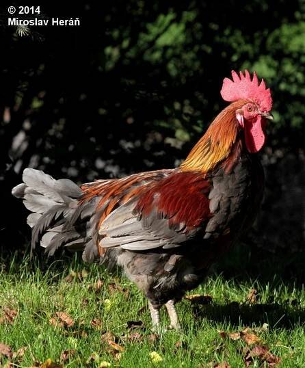 Gallus gallus f. domestica - kur domácí