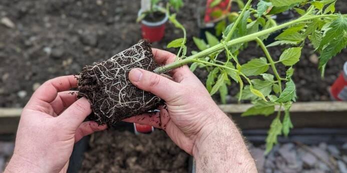 Co je květináčový efekt? Pozor na něj, může zabít vaše rostliny, říká zahrádkářka