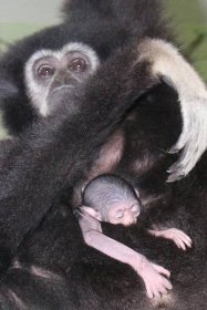 V hodonínské zoo se narodilo roztomilé mládě gibona. Matka si ho pečlivě hlídá