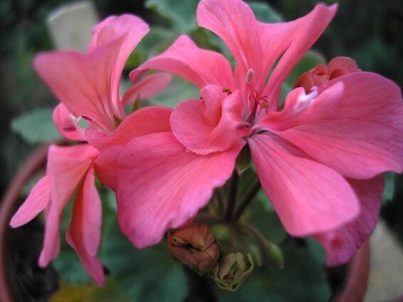 Brookside Tango