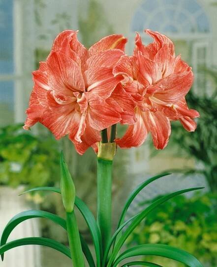 Hippeastrum ´Lady Jane ´, Hvězdník plnokvětý lososový, 28,30