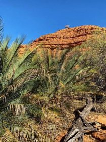 MacDonnell Ranges cycads in Kings Canyon at Australia's Watarrka National Park