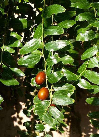 Ziziphus jujuba Mill. - Portale della Flora d'Italia / Portal to the Flora of Italy