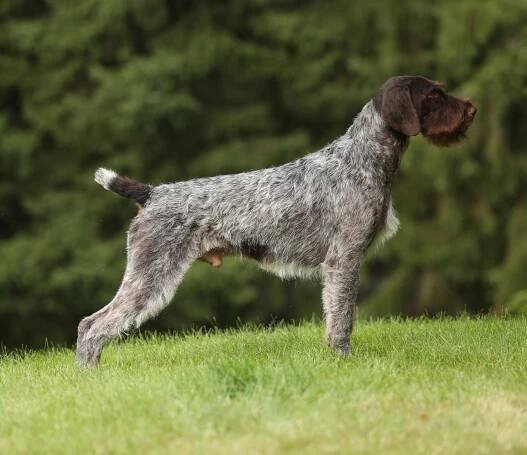 Champion/Master Hunters – German Wirehaired Pointer Club of America