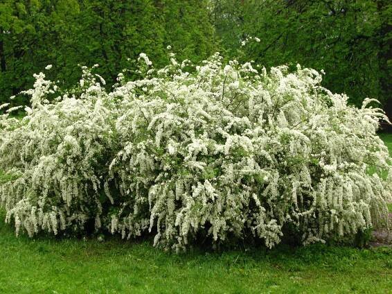 Spiraea cinerea ´Grefsheim´ (Tavoľník popolavý)