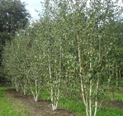 Bříza himalájská var. jacquemontii - Betula utilis jacquemontii