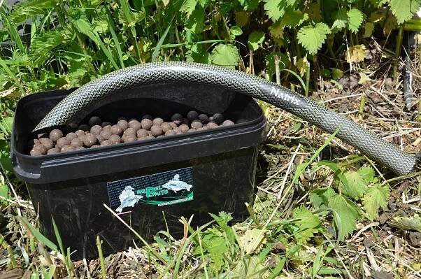 Natrix mzcarp 