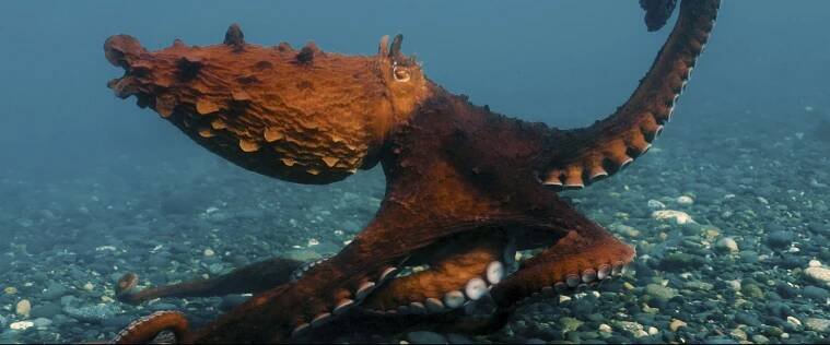 Octopus! (2025)