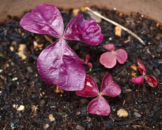 Jak množit květinu oxalis?