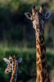 Fine art photo print of a giraffe