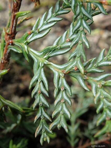 Austrocedrus (Austrocedrus chilensis)