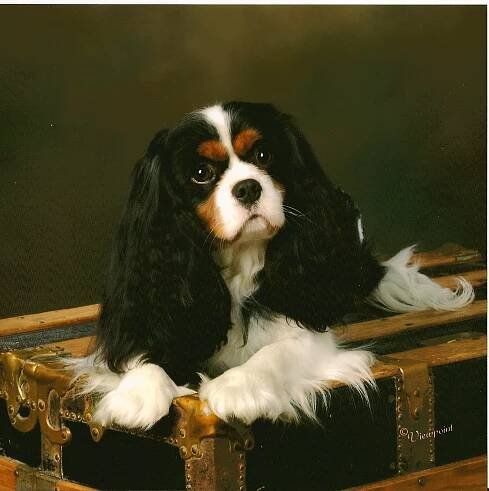 Cavalier's page two