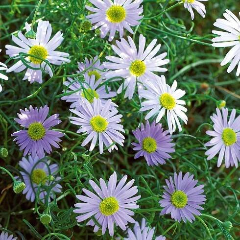 Brachyscome Surdaisy Blue