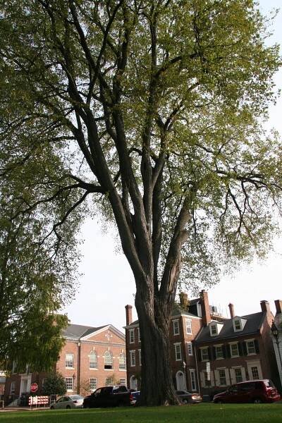 American elm