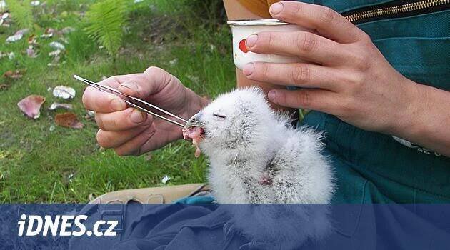 Ptáčata zahlcují záchranné stanice, často je lidé odnášejí od rodičů zbytečně - iDNES.cz