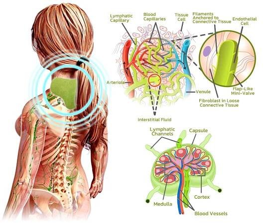 Lymfatické zklidňující vložky na krk Pureheal z pelyňku