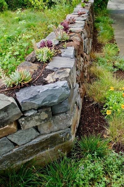 a stone wall with plants growing out of it