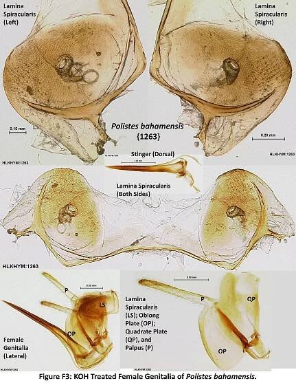 Appendix F: Female Genitalia of Florida Polistinae Species