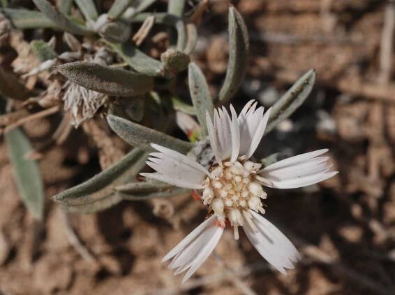 Soubor:A.preauxiana-D80A3727.jpg