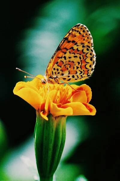 Základová fotografie na téma africká fauna, africká flóra, afrika, barevný, biodiverzity, biologie, botanický, detail, divočina