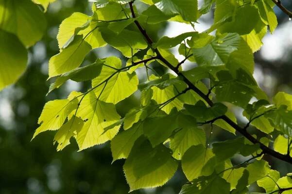 closeup of little leaf linden