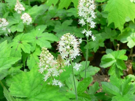 Tiarella