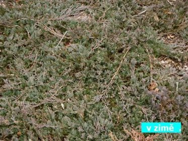 Juniperus horizontalis Wiltonii | Jehličnaté dřeviny |Zahradnictví Franc 