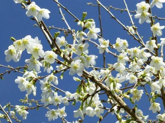 Slivoň vyříznutá - v květu (Prunus incisa Fujiyama)