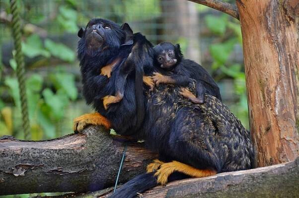Zoologická zahrada Děčín