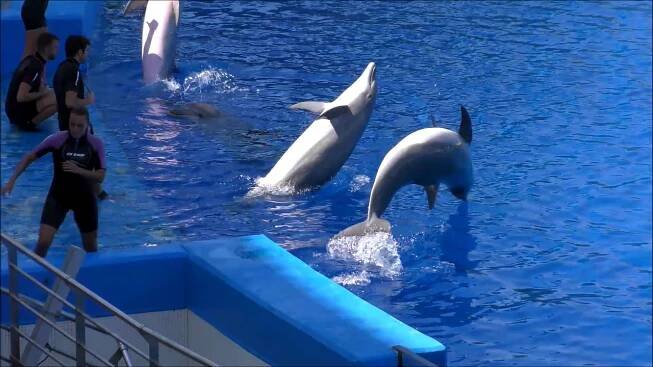 Oceanografic ve Valencii – show s delfíny