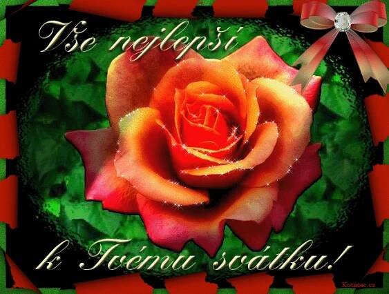 an orange rose with the words, je regloti k fonnto sudahu