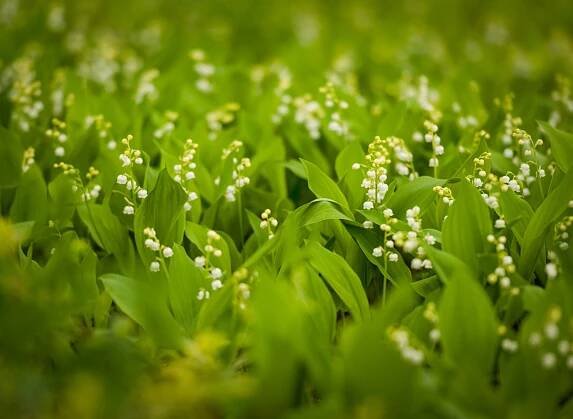 Konvalinka (Convallaria)