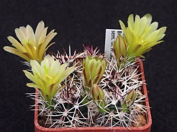 EchinocereusdavisiiSB426.jpg