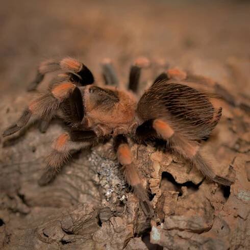 Brachypelma hamorii