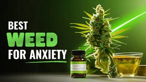 Best Weed for Anxiety in 2024: Top Medical Cannabis Strains To Relieve Stress & Anxiety