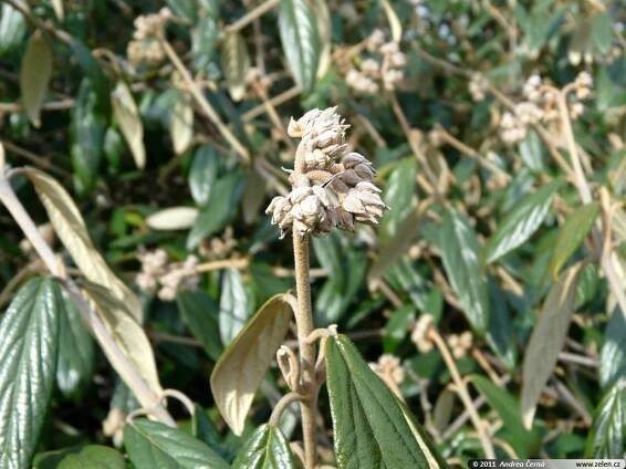 Viburnum x pragense kalina pražská